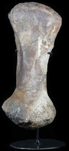 Hadrosaur (Duck-Billed Dinosaur) Metatarsal On Stand #62737